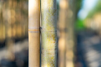 Crataegus laevigata hoogstam 10/12