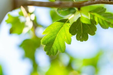 Crataegus laevigata hoogstam 10/12