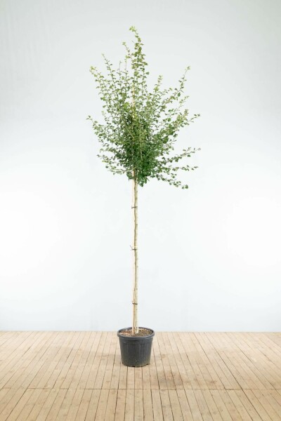 Rode meidoorn Crataegus x media 'Paul's Scarlet' Hoogstam stamomtrek 4-6 P Crataegus x media 'Paul's Scarlet' hoogstam 4/6 (spil)