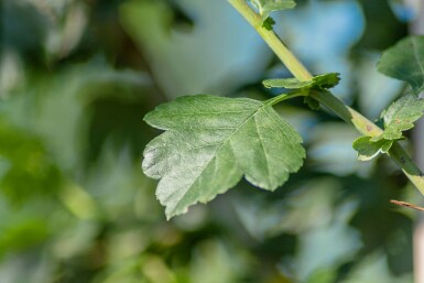 Crataegus x media 'Paul's Scarlet' hoogstam 4/6 (spil)