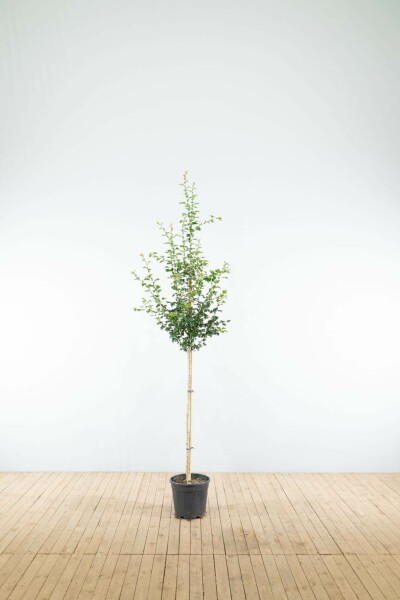 Rode meidoorn Crataegus x media 'Paul's Scarlet' Halfstam stamhoogte 120 P Crataegus x media 'Paul's Scarlet' halfstam 120cm stam