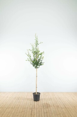 Crataegus x media 'Paul's Scarlet' halfstam