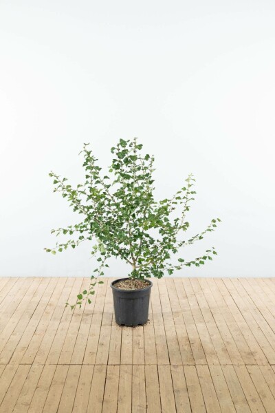 Crataegus x media 'Paul's Scarlet' struik 125-150