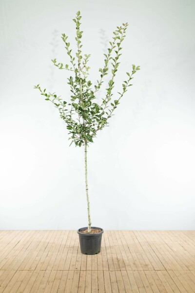 Crataegus x lavalleei 'Carrierei' hoogstam 6/8