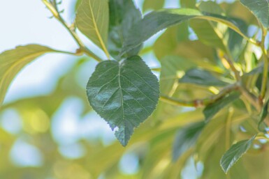 Crataegus x lavalleei 'Carrierei' hoogstam 6/8