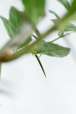 Crataegus x lavalleei 'Carrierei' hoogstam 6/8