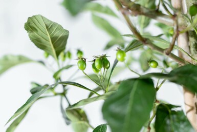 Crataegus x lavalleei 'Carrierei' hoogstam 6/8