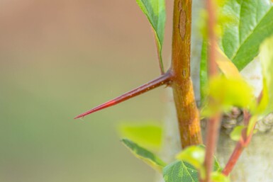 Crataegus x lavalleei 'Carrierei' meerstammig 200-250