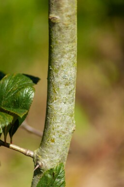 Crataegus x lavalleei 'Carrierei' meerstammig 200-250