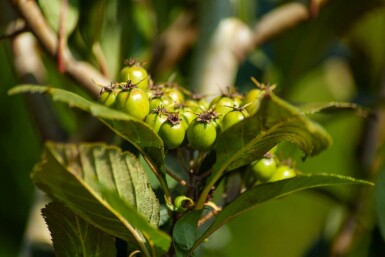 Crataegus x lavalleei 'Carrierei' meerstammig 200-250