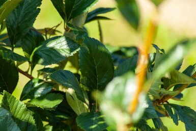 Crataegus x lavalleei 'Carrierei' meerstammig 200-250