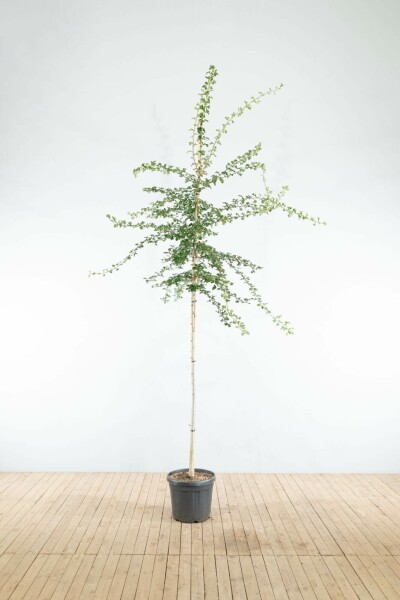 Crataegus monogyna hoogstam 18/20