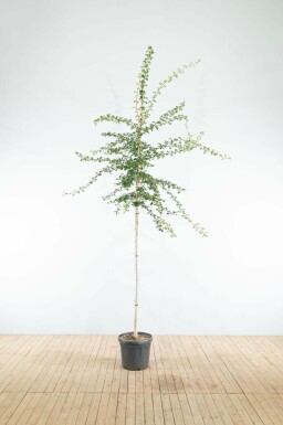 Crataegus monogyna hoogstam 18/20