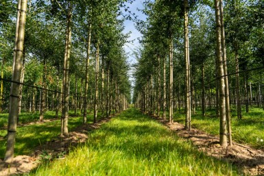 Crataegus monogyna hoogstam 18/20