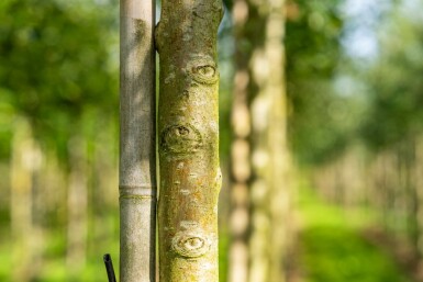 Eénstijlige meidoorn Crataegus monogyna Hoogstam stamomtrek 18-20 P Crataegus monogyna hoogstam 18/20