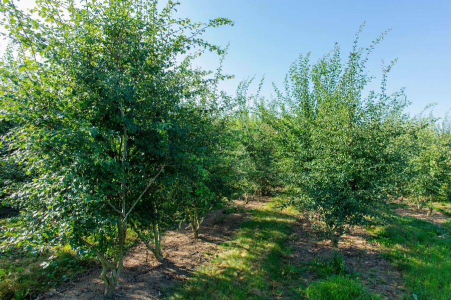 Eénstijlige meidoorn Crataegus monogyna Meerstammig 200-250 P Crataegus monogyna meerstammig 200-250