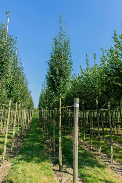 Crataegus monogyna 'Stricta' hoogstam 10/12