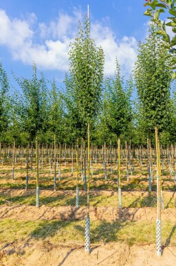 Crataegus monogyna 'Stricta' hoogstam