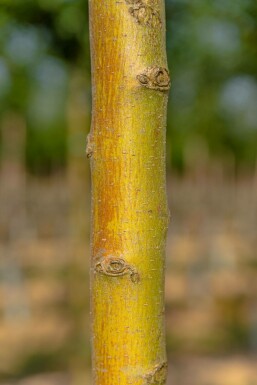 Crataegus monogyna 'Stricta' hoogstam 10/12