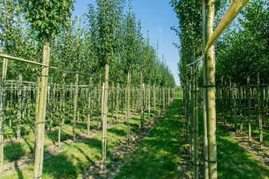 Crataegus monogyna 'Stricta' hoogstam 10/12