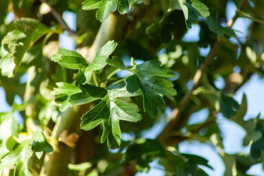 Crataegus monogyna 'Stricta' hoogstam 10/12