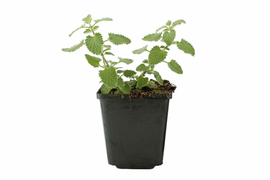 Kattekruid Nepeta faassenii 'Six Hills Giant' 5-10 Pot P9 Nepeta faassenii 'Six Hills Giant'