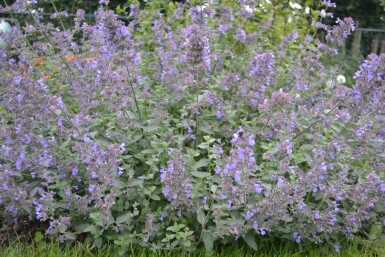 Kattekruid Nepeta faassenii 'Six Hills Giant' 5-10 Pot P9 Nepeta faassenii 'Six Hills Giant'