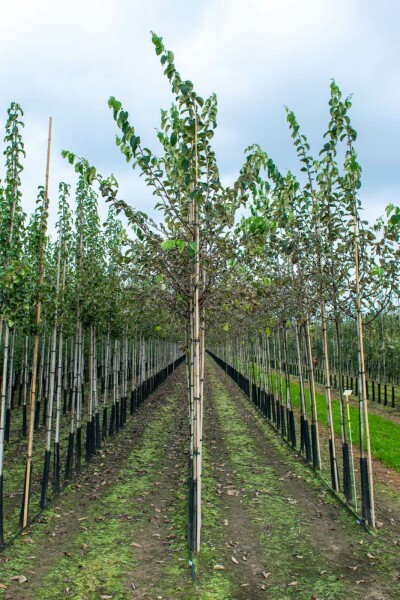 Kweepeer Cydonia oblonga Hoogstam stamomtrek 10-12 P Cydonia oblonga hoogstam 10/12