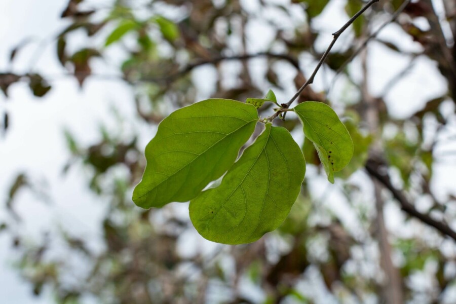 Kweepeer Cydonia oblonga Hoogstam stamomtrek 10-12 P Cydonia oblonga hoogstam 10/12