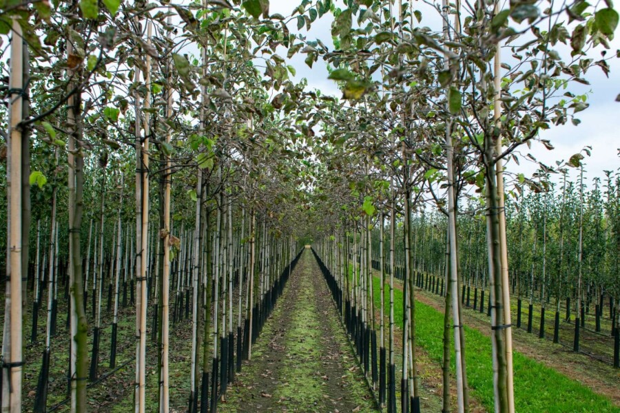 Kweepeer Cydonia oblonga Hoogstam stamomtrek 10-12 P Cydonia oblonga hoogstam 10/12