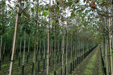 Kweepeer Cydonia oblonga Hoogstam stamomtrek 10-12 P Cydonia oblonga hoogstam 10/12