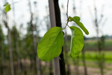 Kweepeer Cydonia oblonga Hoogstam stamomtrek 10-12 P Cydonia oblonga hoogstam 10/12