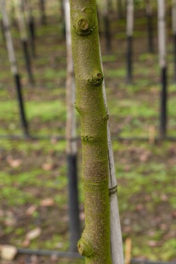 Cydonia oblonga hoogstam 10/12