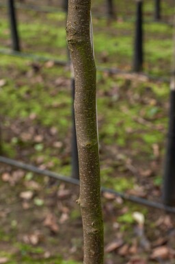 Kweepeer Cydonia oblonga Hoogstam stamomtrek 10-12 P Cydonia oblonga hoogstam 10/12