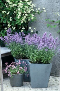 Kattekruid Nepeta faassenii 'Walker's Low' 10-15 Pot C2 Nepeta faassenii 'Walker's Low'