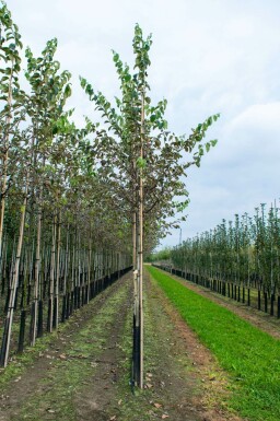 Cydonia oblonga 'Vranja' hoogstam 14/16