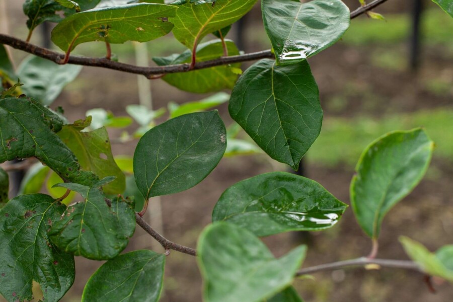 Kweepeer Cydonia oblonga 'Vranja' Hoogstam stamomtrek 14-16 P Cydonia oblonga 'Vranja' hoogstam 14/16