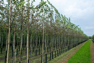 Cydonia oblonga 'Vranja' hoogstam 14/16