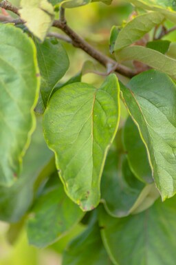 Kweepeer Cydonia oblonga 'Vranja' Hoogstam stamomtrek 14-16 P Cydonia oblonga 'Vranja' hoogstam 14/16