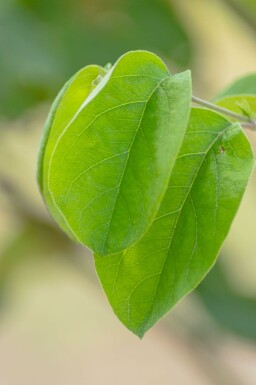 Cydonia oblonga 'Vranja' hoogstam 14/16