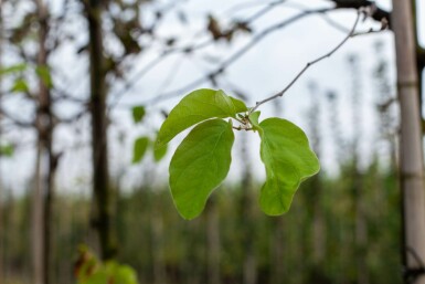 Cydonia oblonga 'Vranja' hoogstam 14/16
