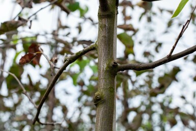 Kweepeer Cydonia oblonga 'Vranja' Hoogstam stamomtrek 14-16 P Cydonia oblonga 'Vranja' hoogstam 14/16