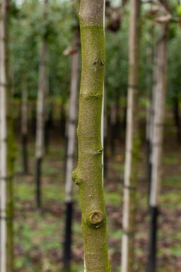 Kweepeer Cydonia oblonga 'Vranja' Hoogstam stamomtrek 14-16 P Cydonia oblonga 'Vranja' hoogstam 14/16