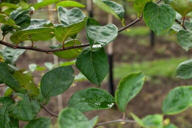 Kweepeer Cydonia oblonga 'Vranja' Hoogstam stamomtrek 14-16 P Cydonia oblonga 'Vranja' hoogstam 14/16