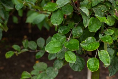 Kweepeer Cydonia oblonga 'Vranja' Hoogstam stamomtrek 14-16 P Cydonia oblonga 'Vranja' hoogstam 14/16