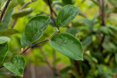 Cydonia oblonga 'Vranja' hoogstam 14/16