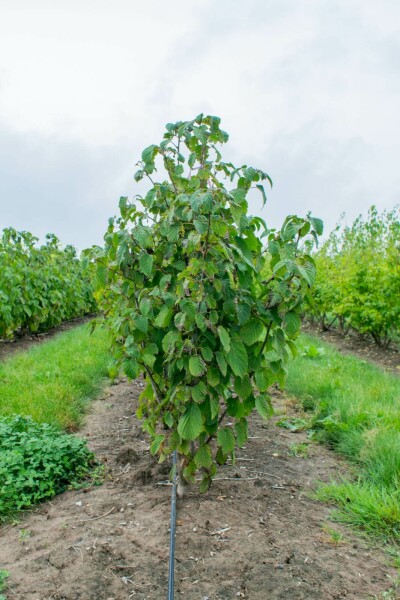 Davidia involucrata meerstammig 200-250