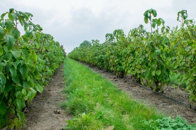 Davidia involucrata meerstammig 200-250