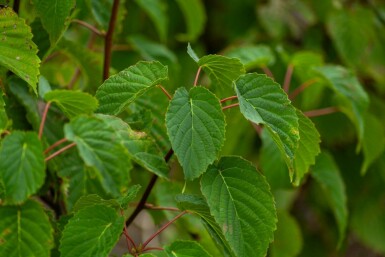 Davidia involucrata meerstammig 200-250