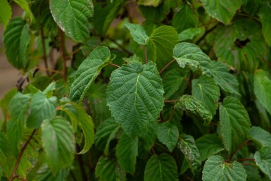 Davidia involucrata meerstammig 200-250